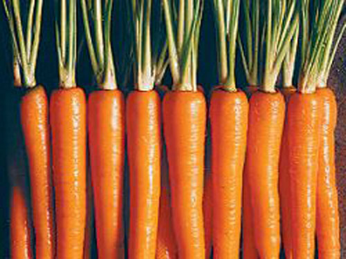 Маринованная морковь.